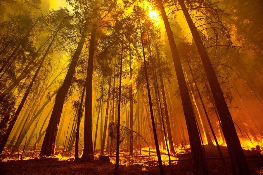 earth in crisis trees wildfire