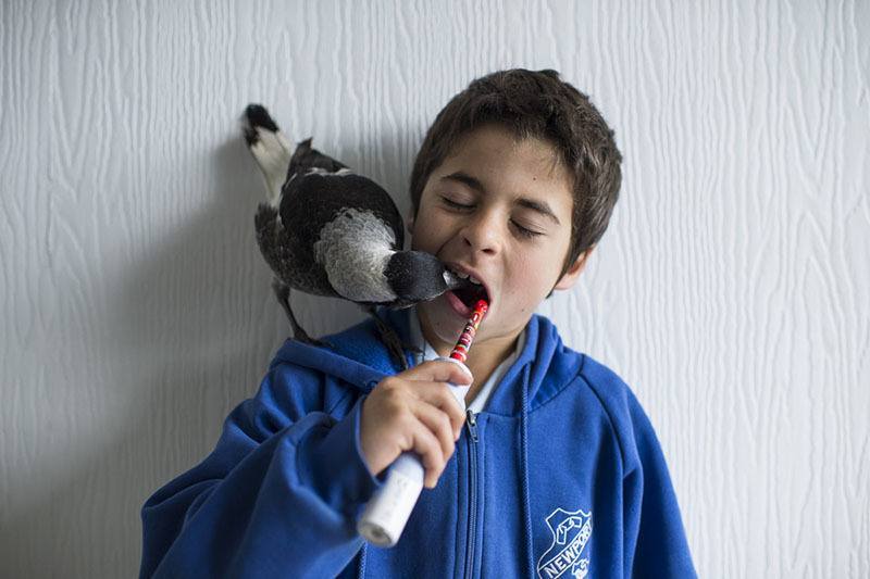 Family Orphaned Bird Brush