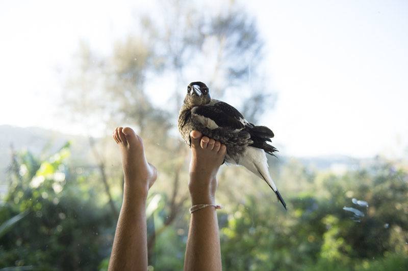 Family Orphaned Bird Feet