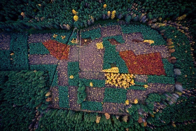 Incredible Polish Forest