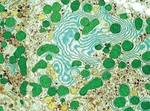 Microscope Bodies Liver