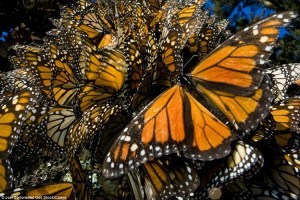 What's Happening To Monarch Butterfly Migration?