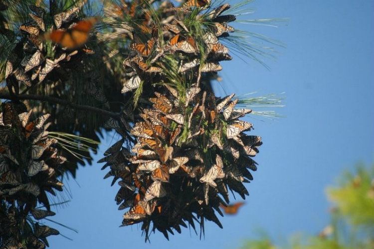 Monarch Migration Colony