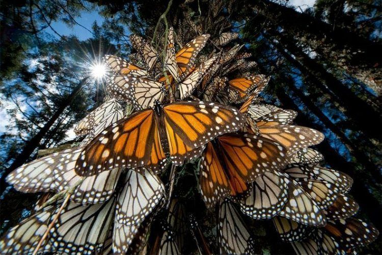 Monarch Migration Colony