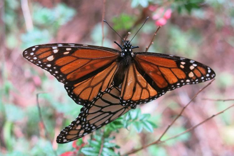 Monarch Migration Mating