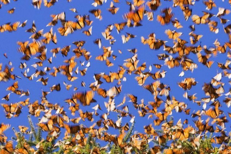 Monarch Migration Sky Swarm