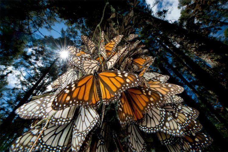 Monarch Migration 