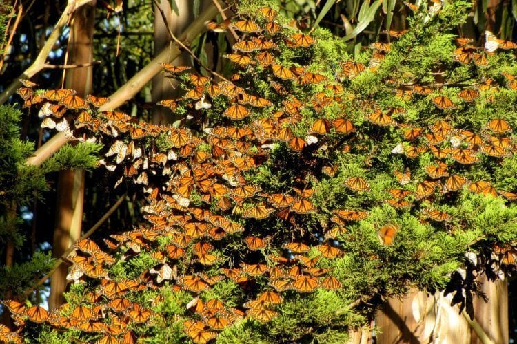 Monarch Migration Tree