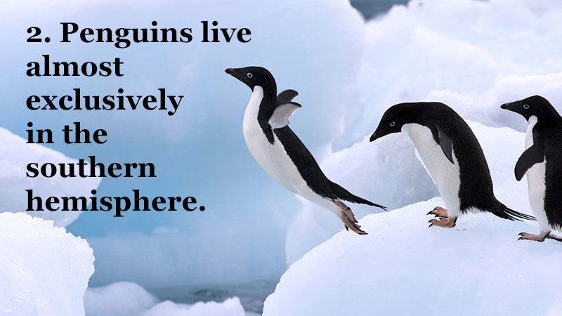 Penguin Facts