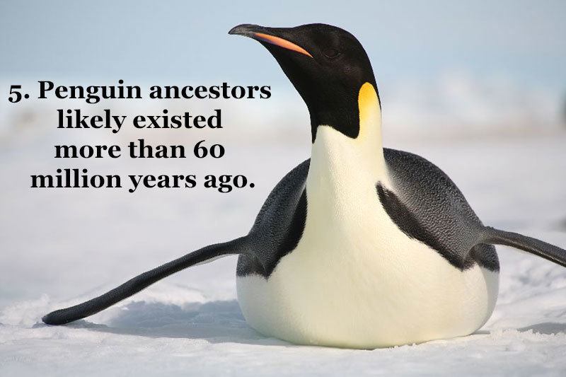 Penguin History