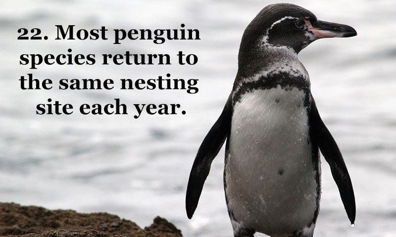 25 Fun Penguin Facts About Everyone's Favorite Flightless Birds