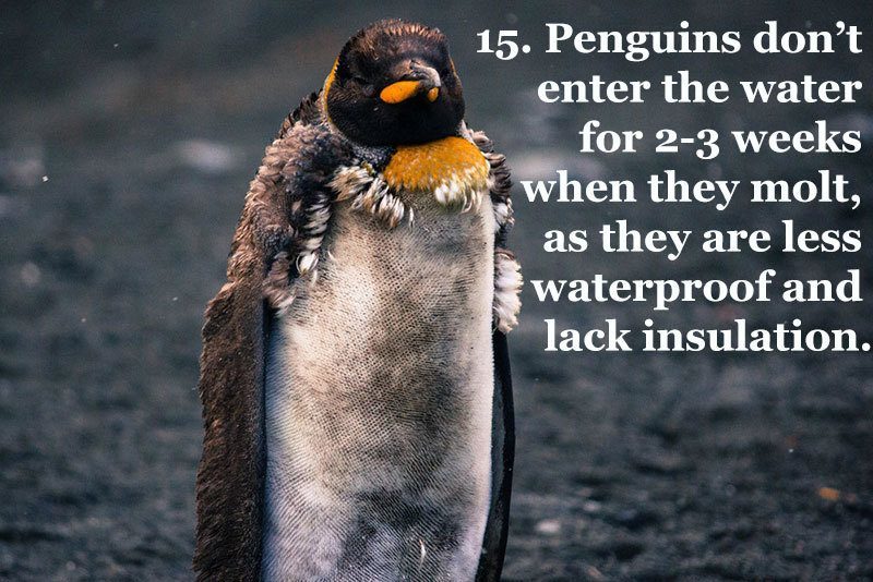 25 Fun Penguin Facts About Everyone's Favorite Flightless Birds