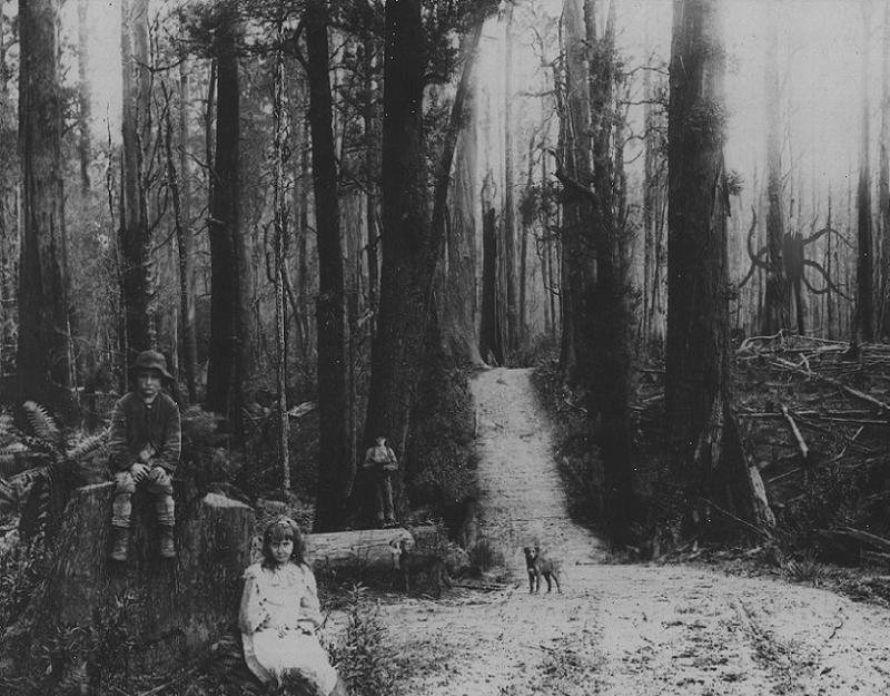 Slender Man In The Woods