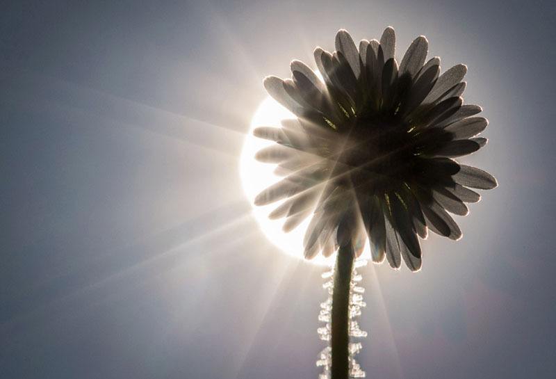 Spring Daisy