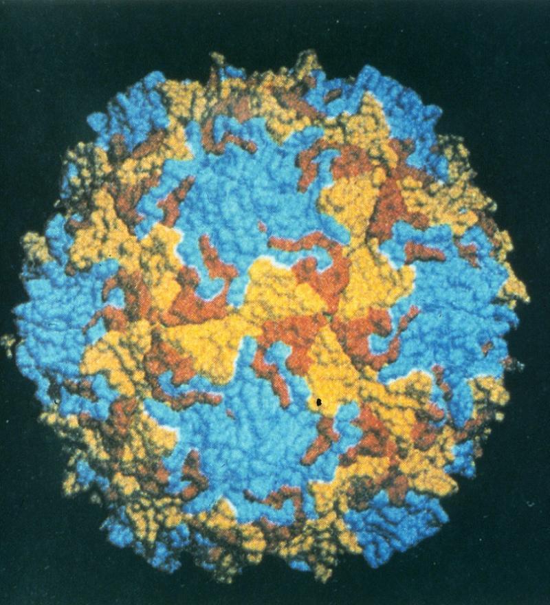 Amazing Medical Advances Polio Virus