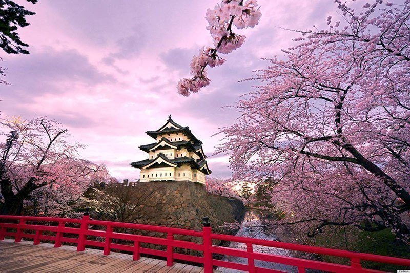 Beautiful Cherry Blossom Pictures