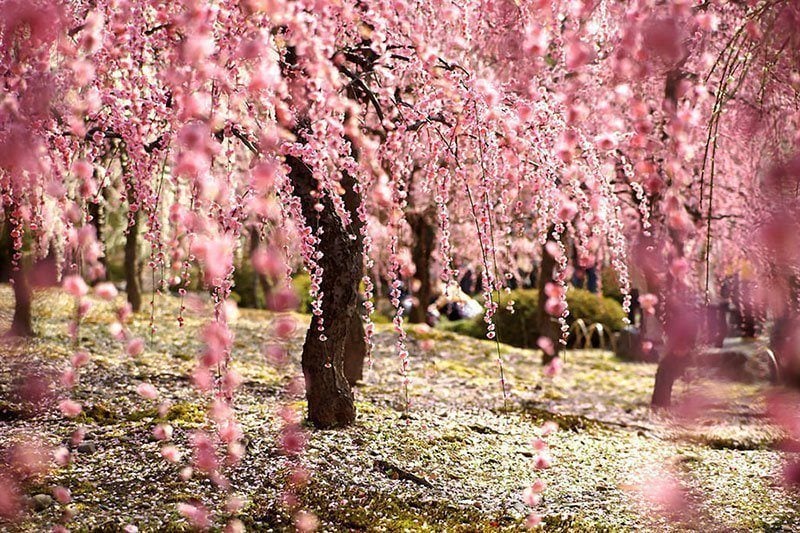 29 Swoon-Worthy Japanese Cherry Blossoms Pictures