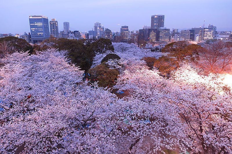 Beautiful Japan in Spring