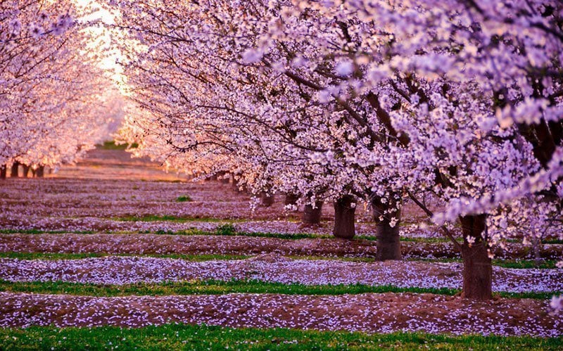 Magical Pictures of Cherry Blossoms