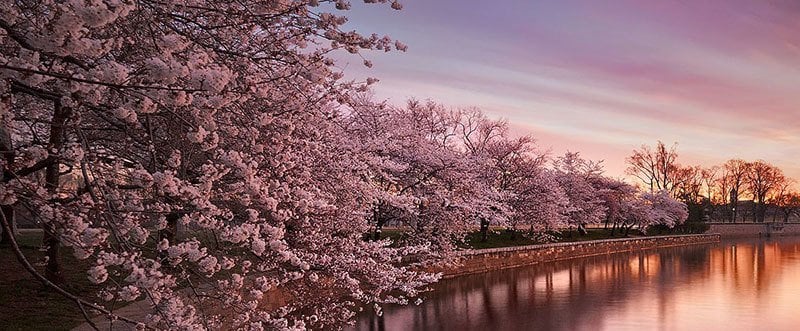 Japanese Cherry Blossoms Pictures