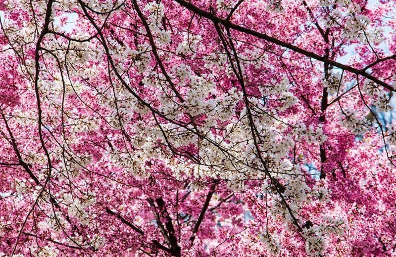 29 Swoon-Worthy Japanese Cherry Blossoms Pictures