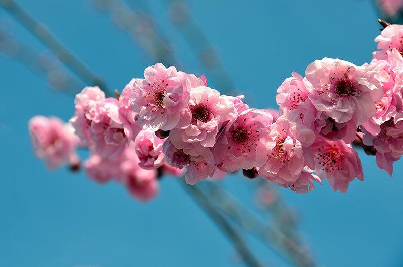 Sakura Blooms in Japan