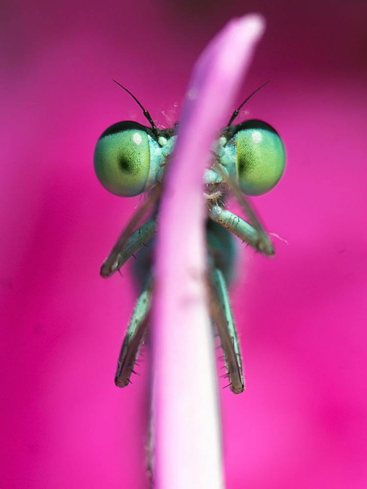 Big Eyes Flying Insect