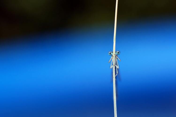 Damselfly Insect