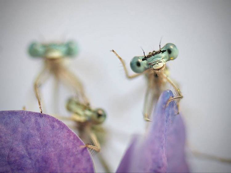 damselfly macro photos waving