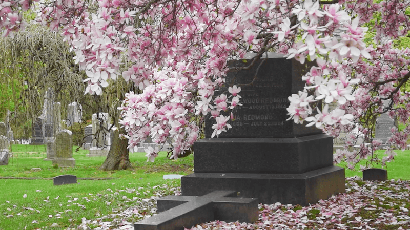 Green Wood Cemetery Magnolia Tree