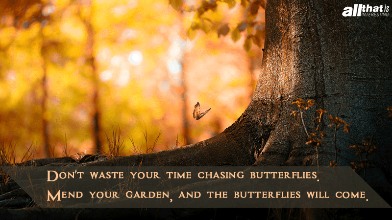 How To Attract Butterflies