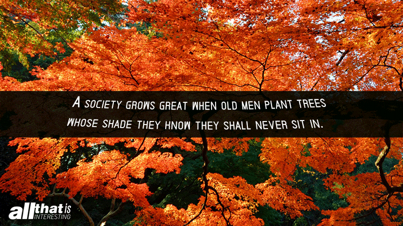 Society Grows Great