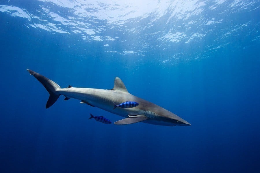 underwater animal photography blue stripes