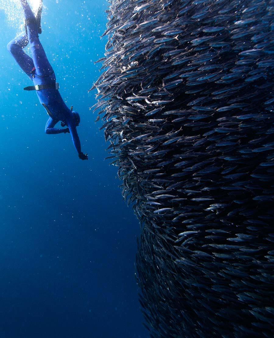 underwater animal photography diver down