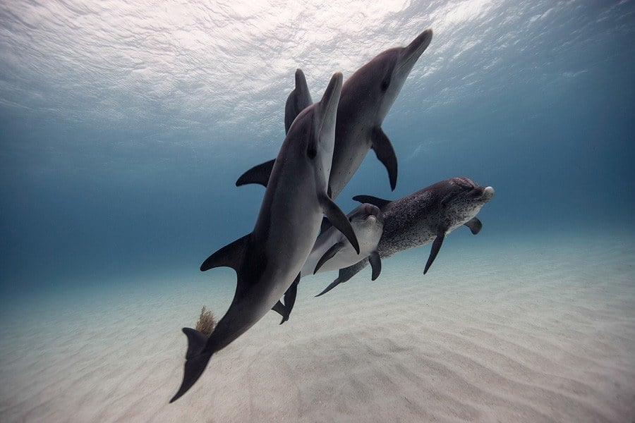 underwater animal photography dolphin pod