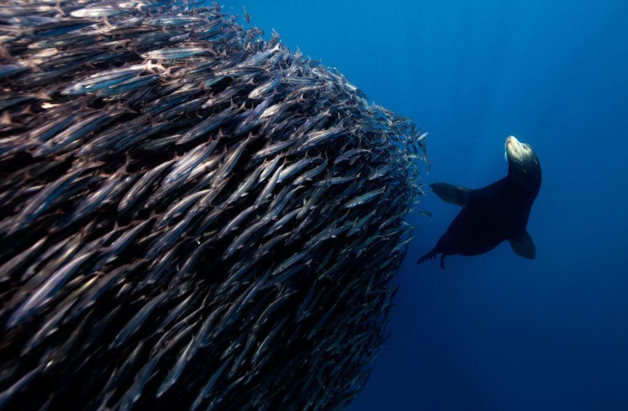 underwater animal photography feeding ball