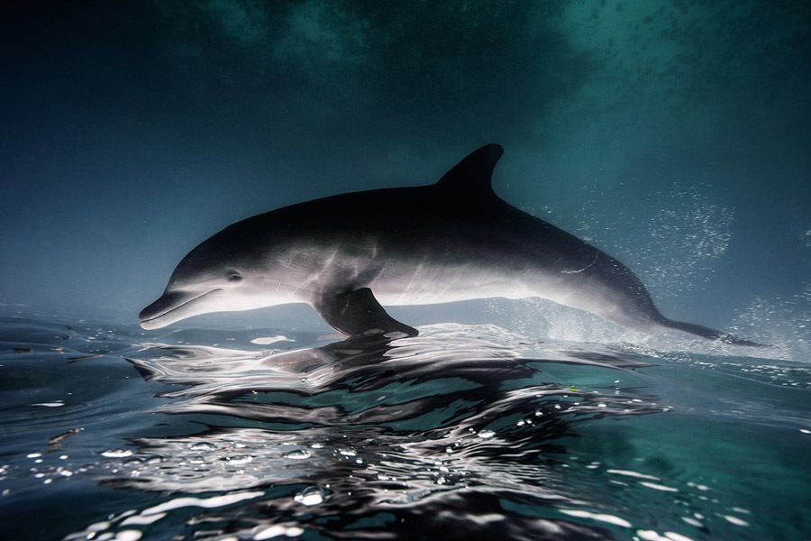 underwater animal photography jumping dolphin
