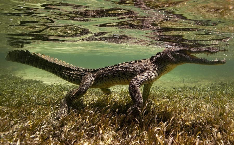 underwater animal photography peeking croc