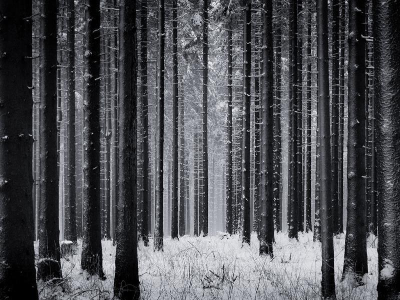 Monochrome Forest