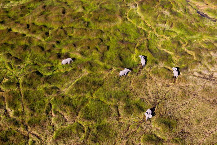 Aerial Elephants Grass