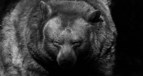 Bear Portrait Piercing Eyes