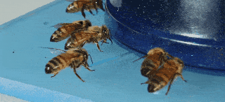 Bee Life Twerking
