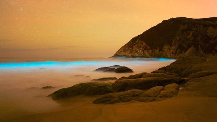 Bioluminescence Wave Beach Dusk