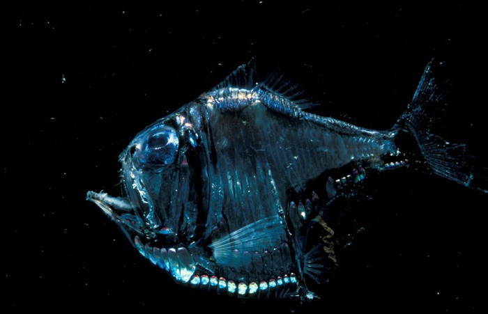 Bioluminescent Hatchetfish Glowing