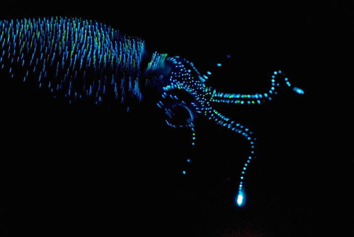 Bioluminescent Squid Blue Green