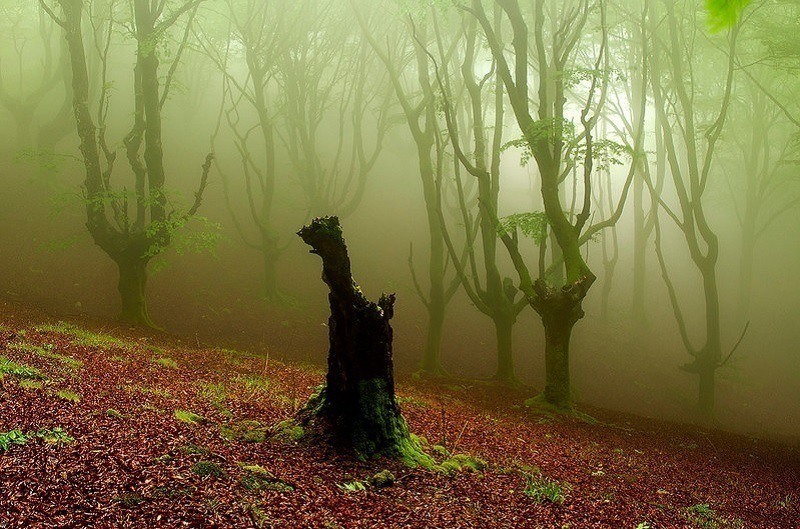 Charcoal Forest Zapirain