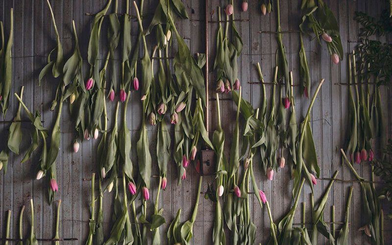 Abandoned Building Filled with Flowers
