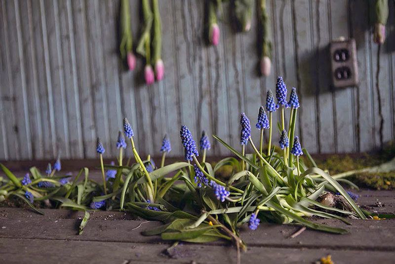 Floral Design Abandoned Buildings