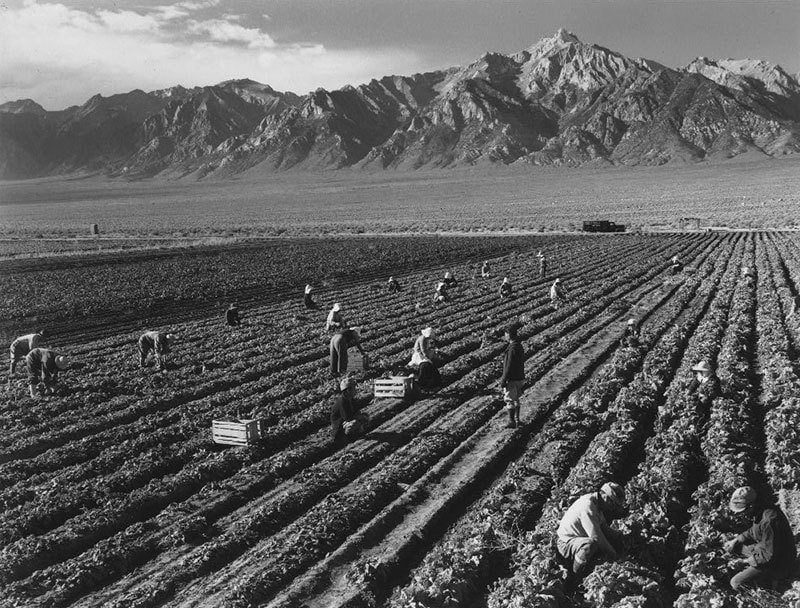 Manzanar Relocation Center Farming