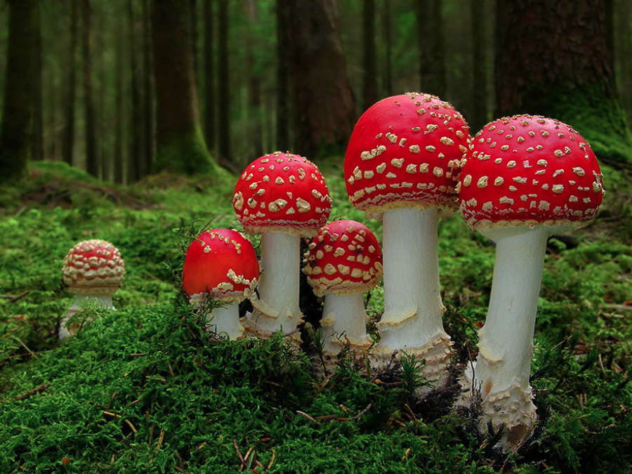 Colorful Mystical And Sometimes Fatal 31 Photos Of The World S   Mushrooms Amanita Muscaria 